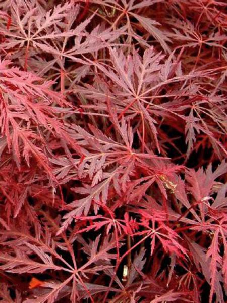 Acer Palmatum Dissectum Garnet